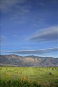 JW - hay for sale 342